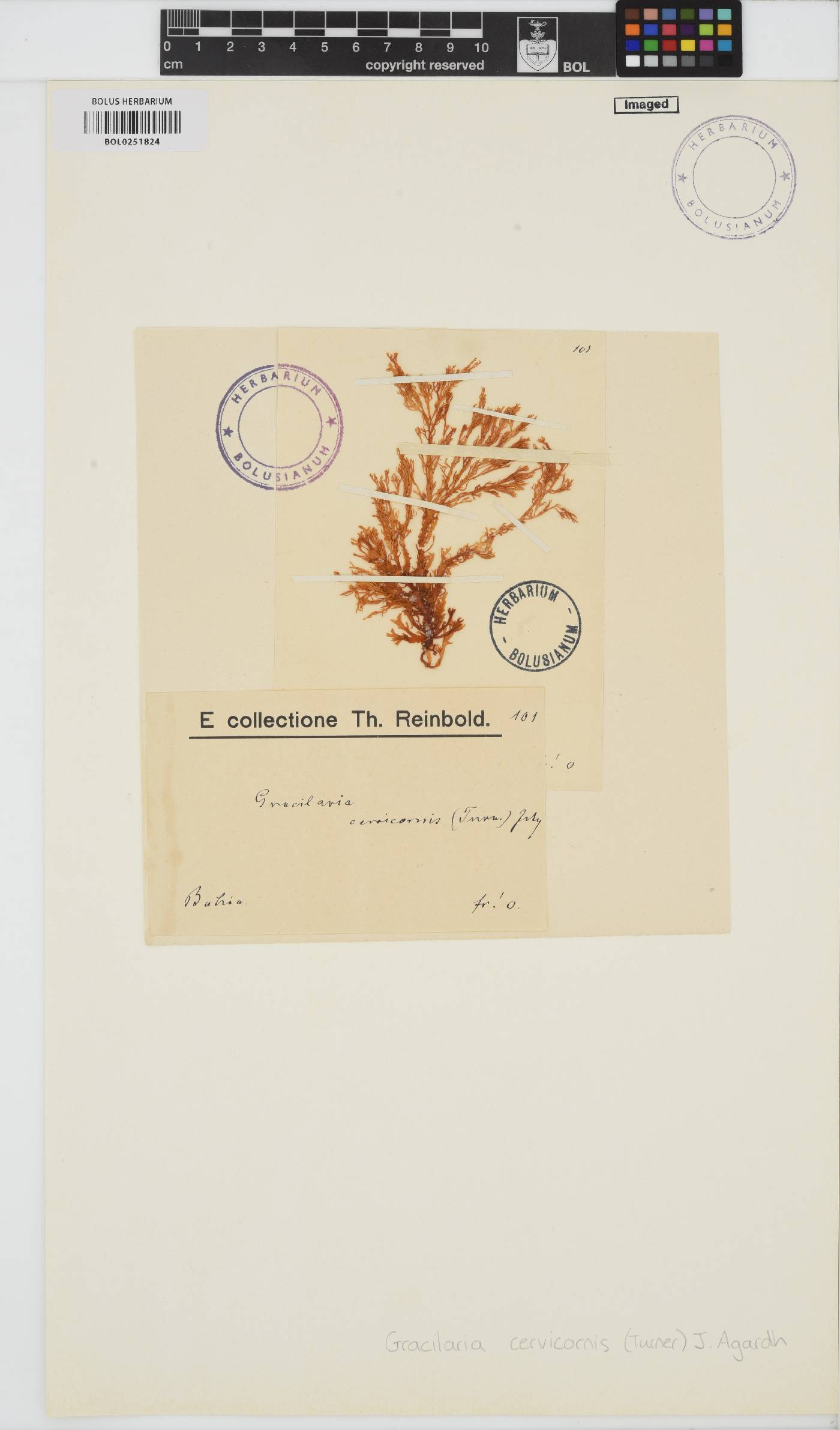 Gracilaria cervicornis image