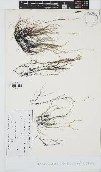 Image of Gracilaria chilensis