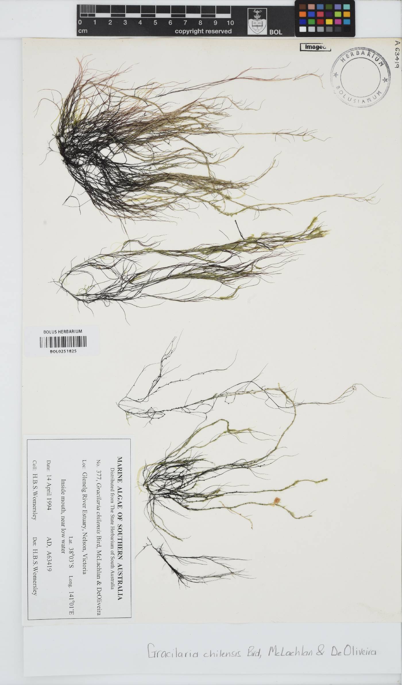 Gracilaria chilensis image