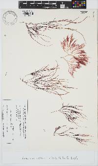 Image of Gracilaria cliftonii