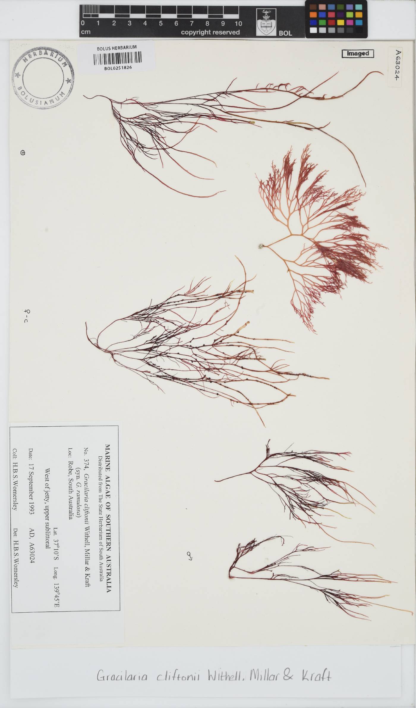 Gracilaria cliftonii image