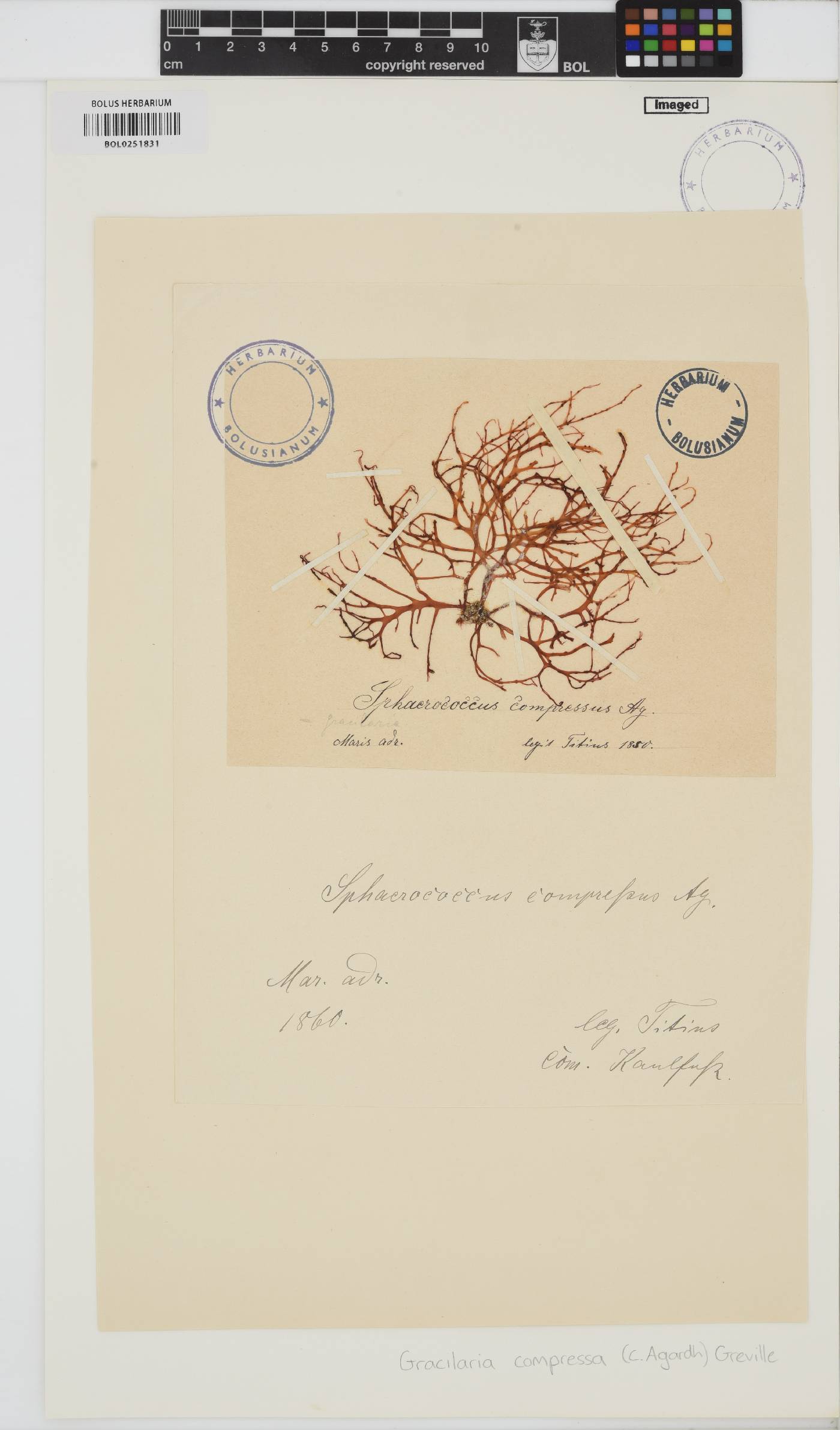 Gracilaria image