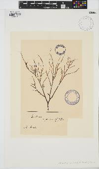 Gracilaria bursa-pastoris image