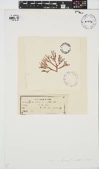 Gracilaria corticata image