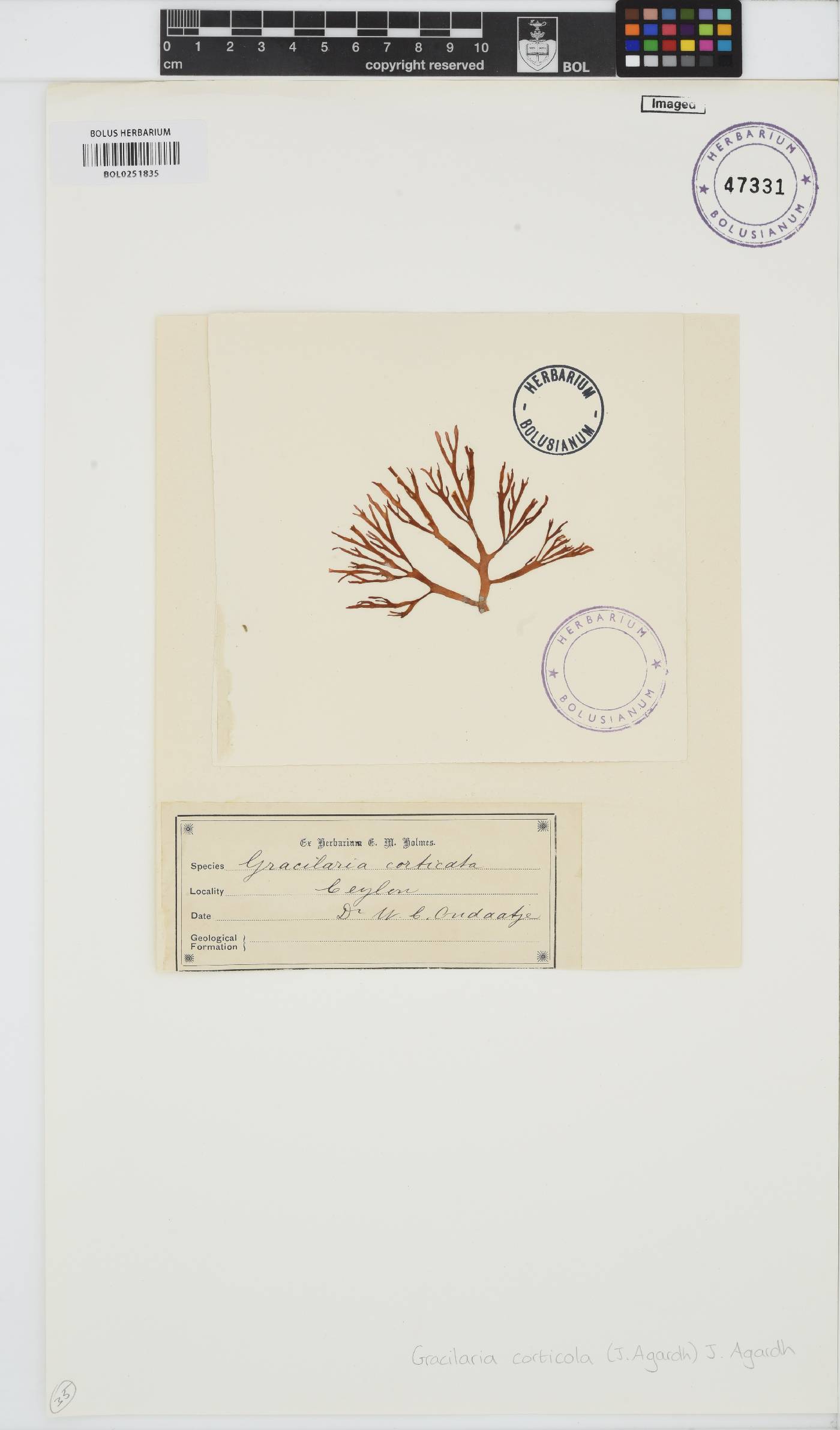 Gracilaria corticata image