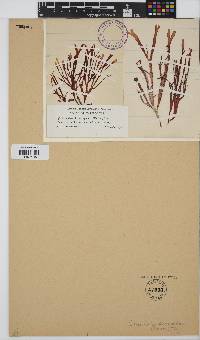 Gracilaria textorii image