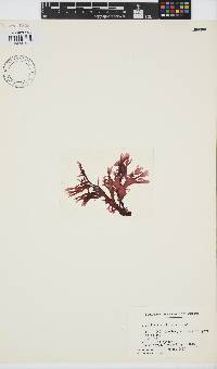 Image of Gracilaria curtissiae