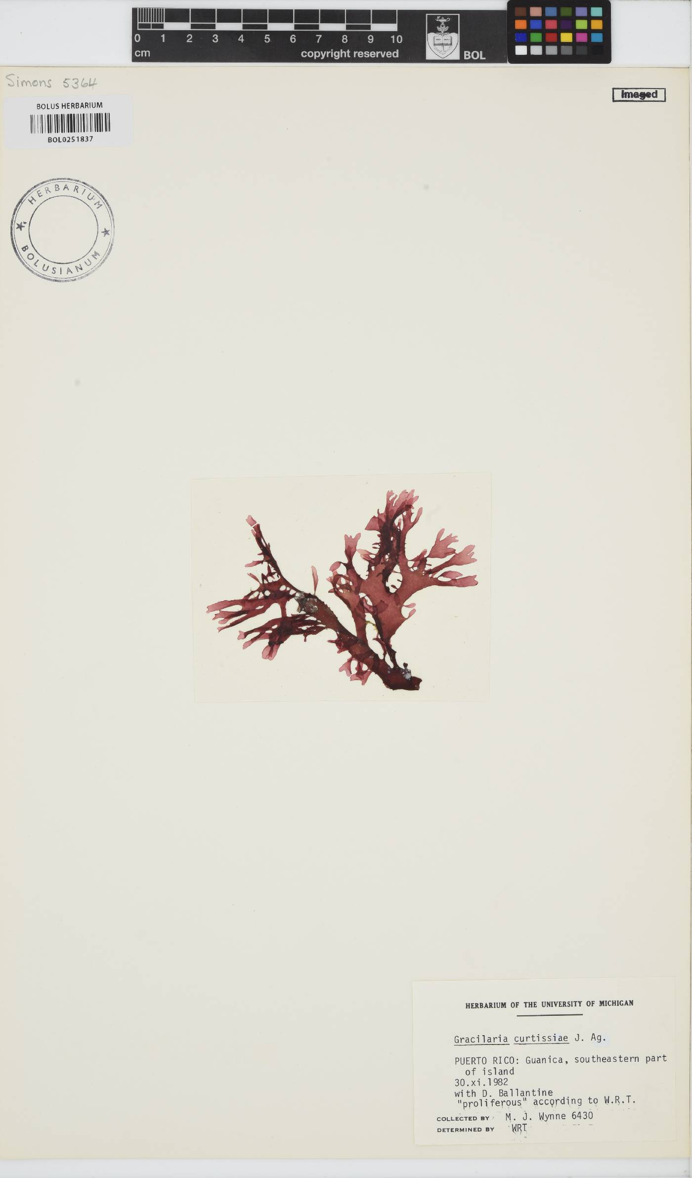 Gracilaria curtissiae image