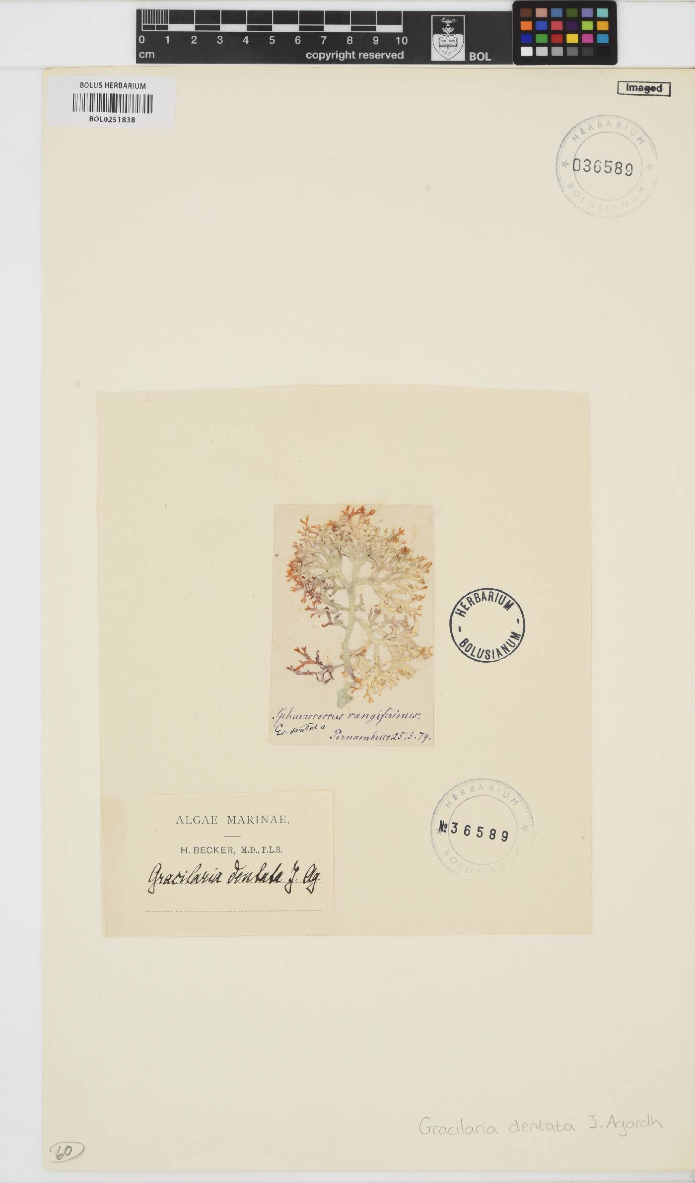 Gracilaria rangiferina image
