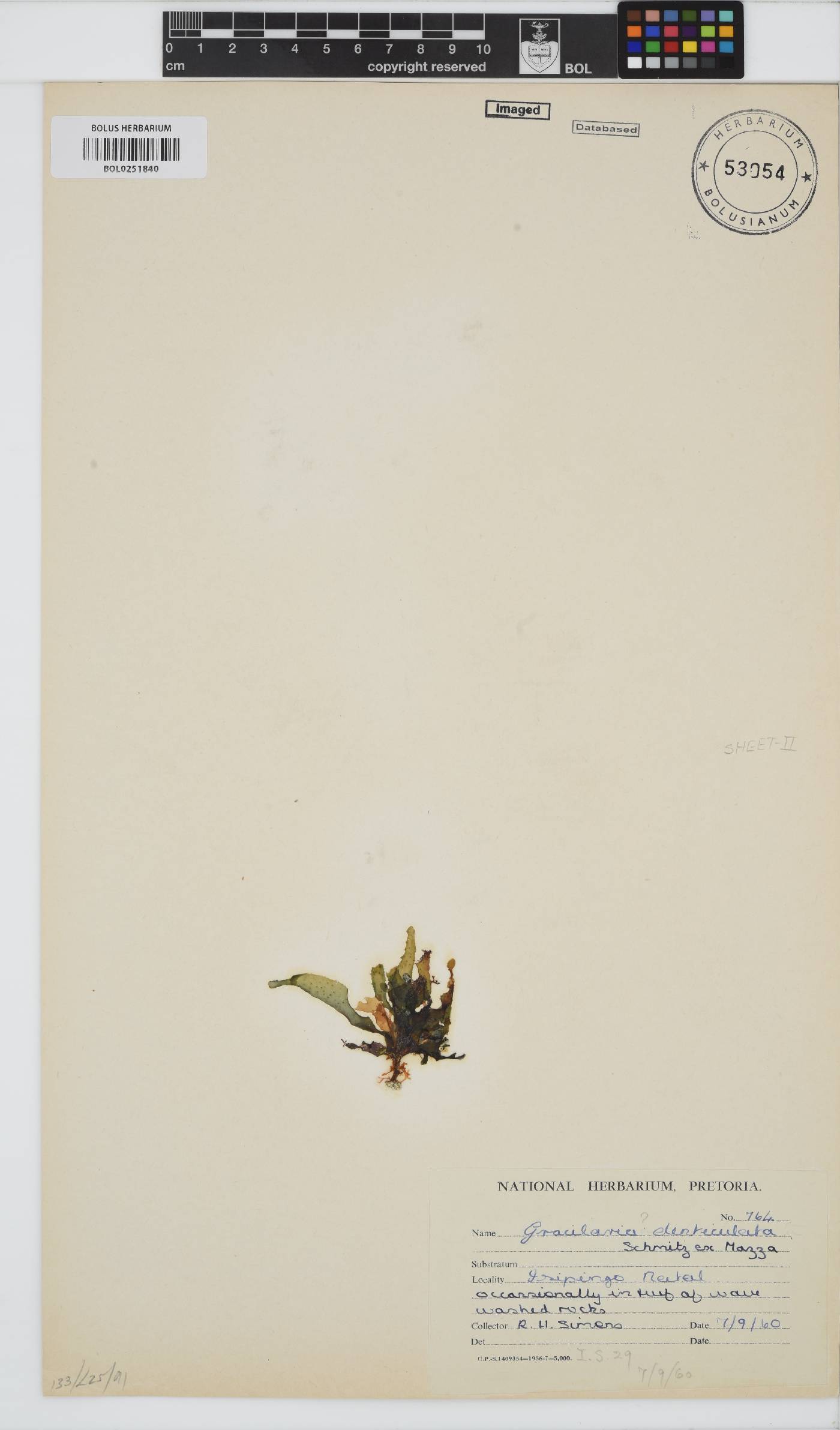 Gracilaria denticulata image