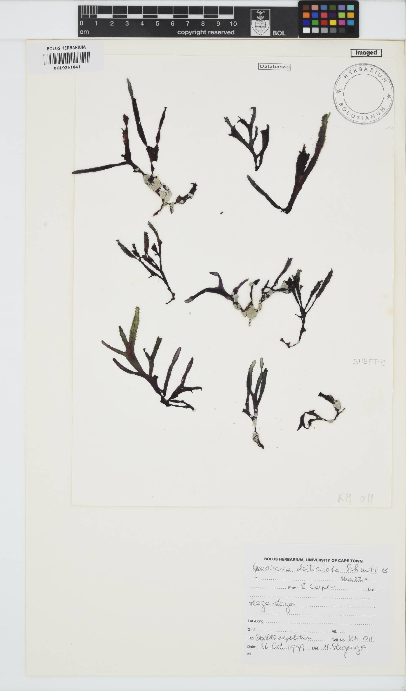 Gracilaria denticulata image