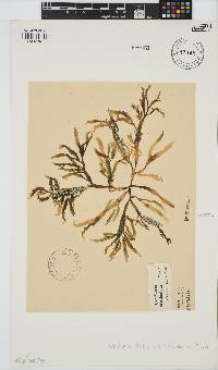 Gracilaria denticulata image