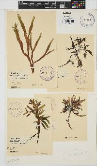Gracilaria denticulata image