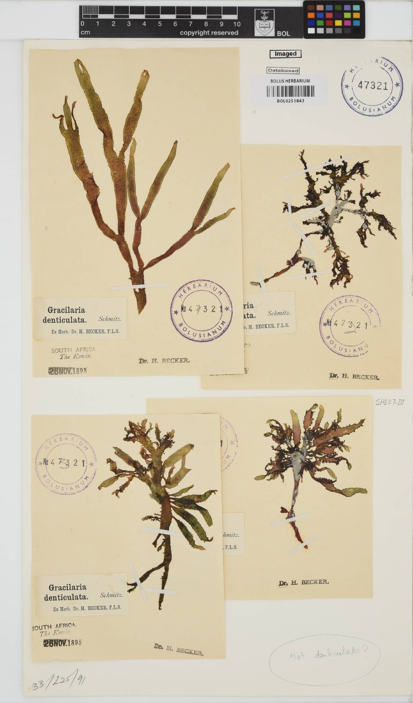 Gracilaria denticulata image