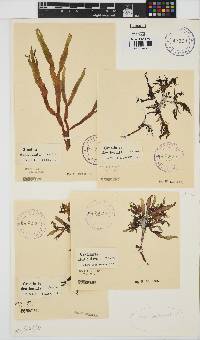 Gracilaria denticulata image