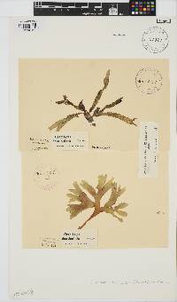 Gracilaria denticulata image