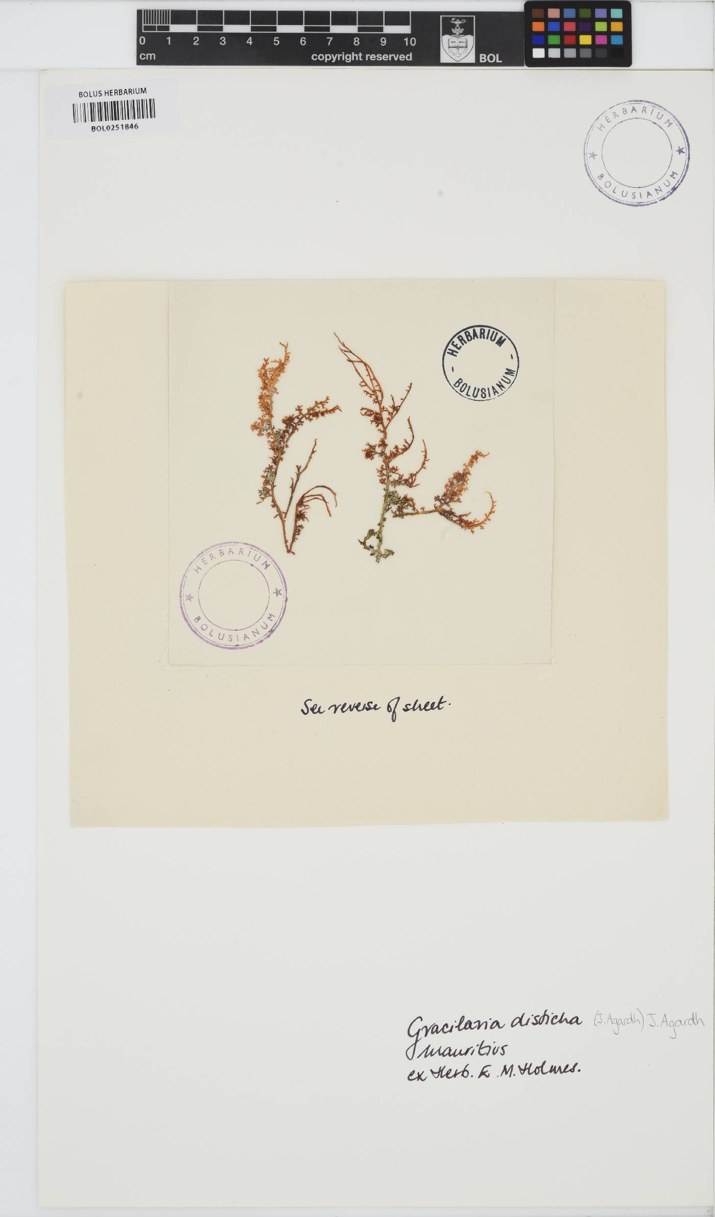 Gracilaria disticha image