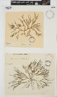 Gracilaria disticha image