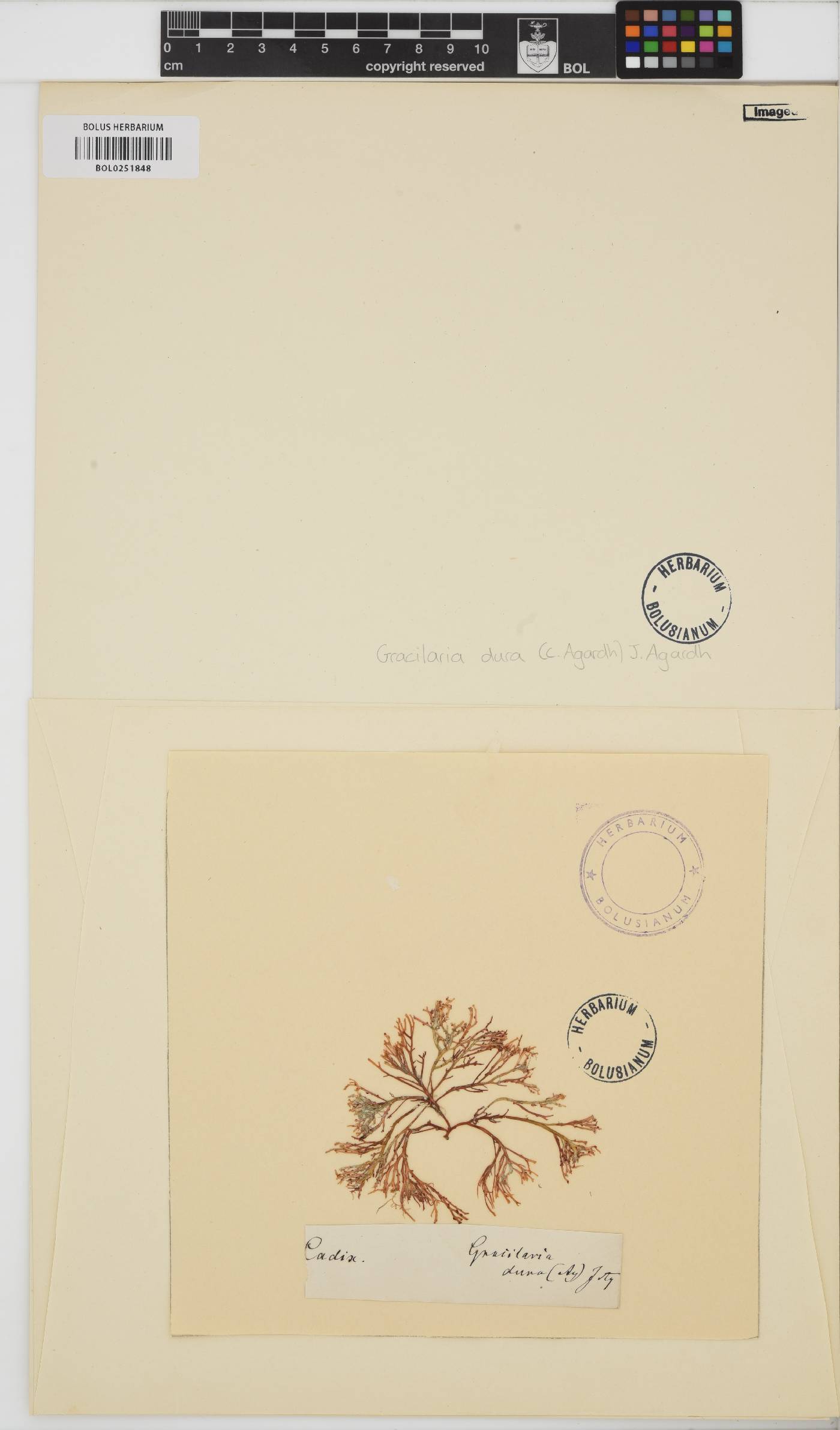 Gracilaria dura image