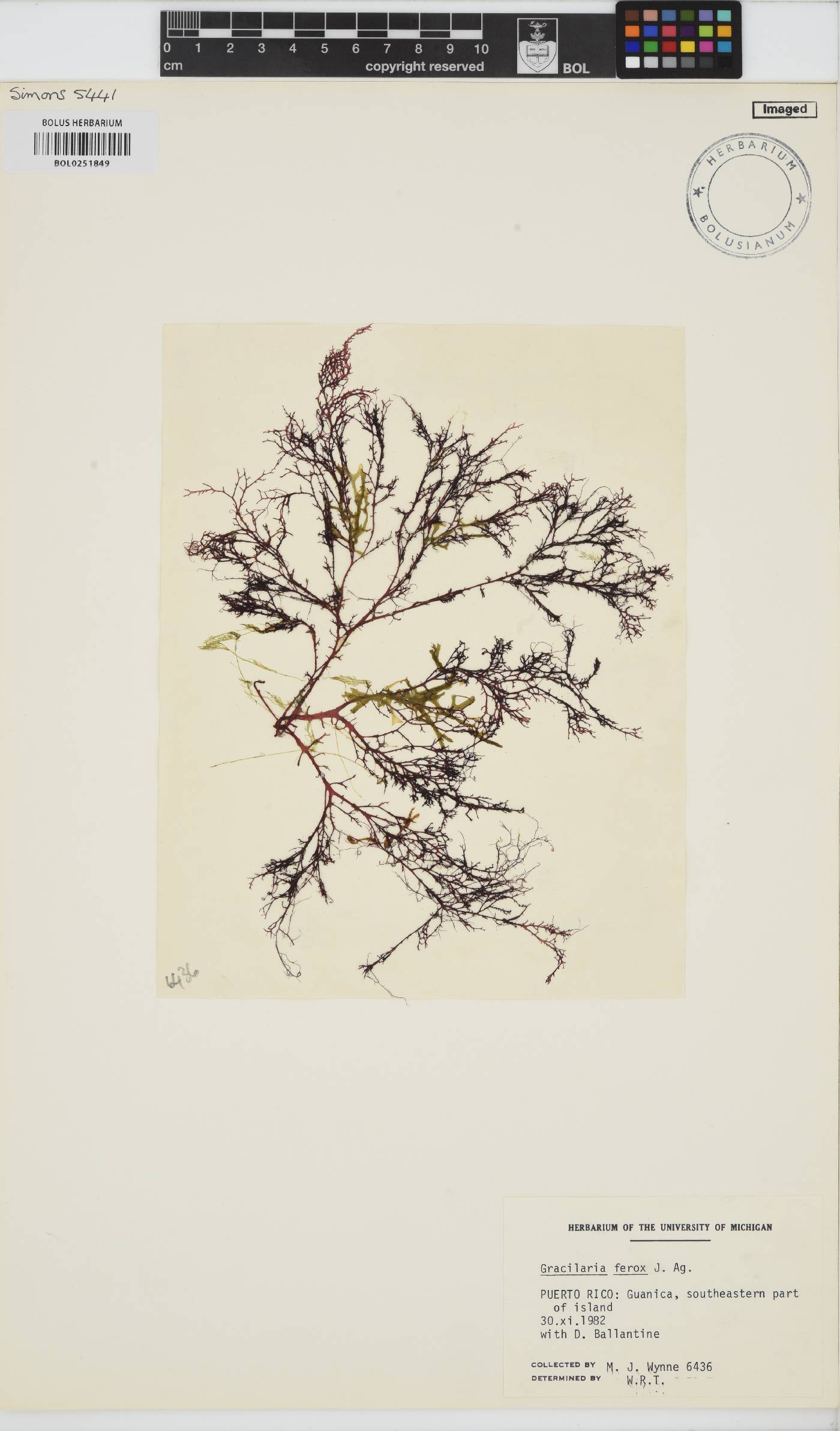 Gracilaria ferox image
