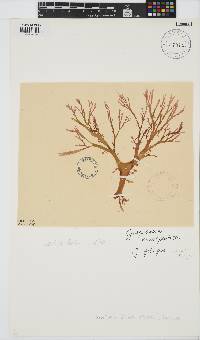 Image of Gracilaria foliifera