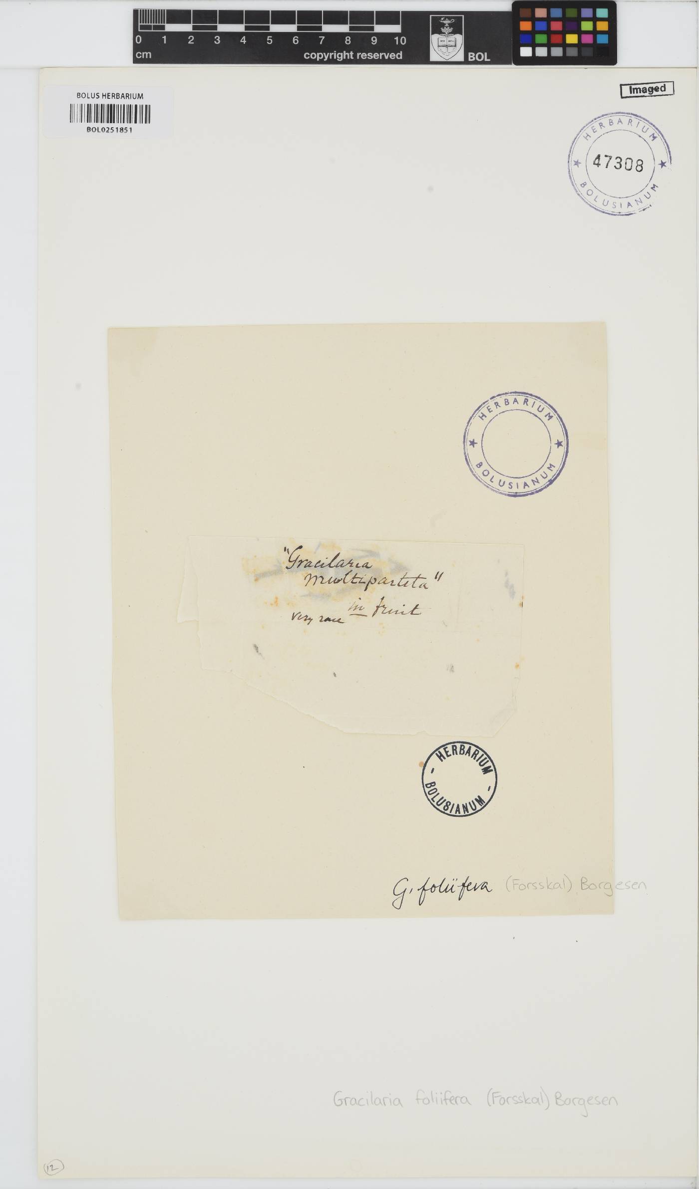 Gracilaria foliifera image