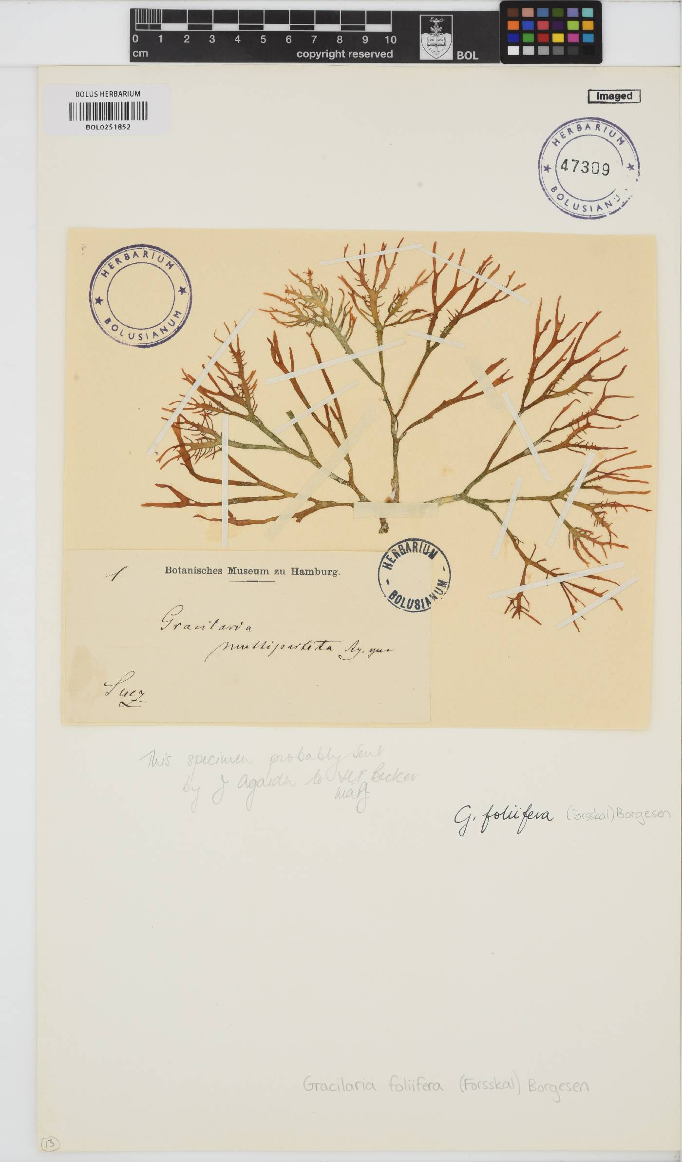 Gracilaria foliifera image