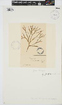 Gracilaria foliifera image