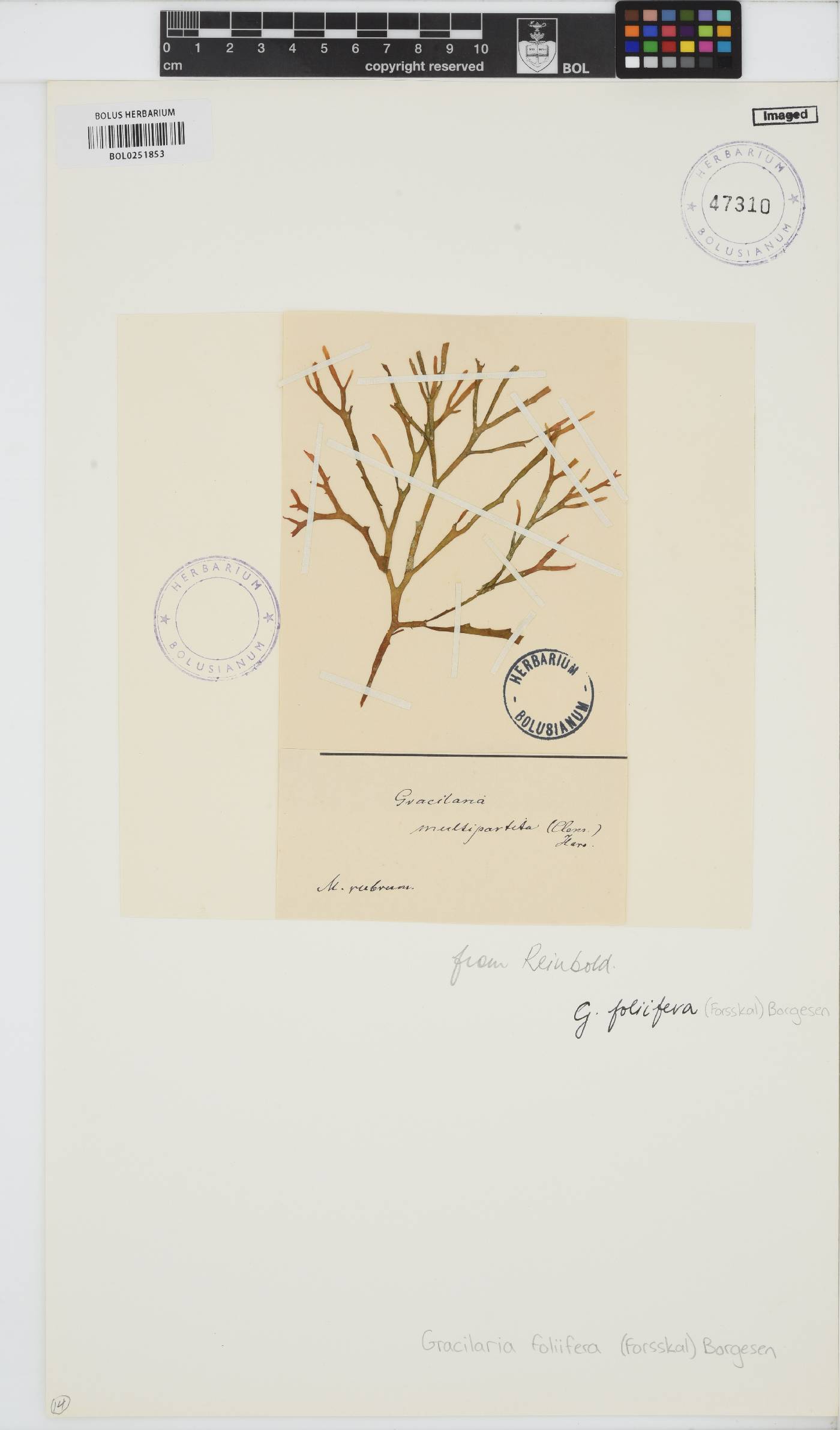 Gracilaria foliifera image