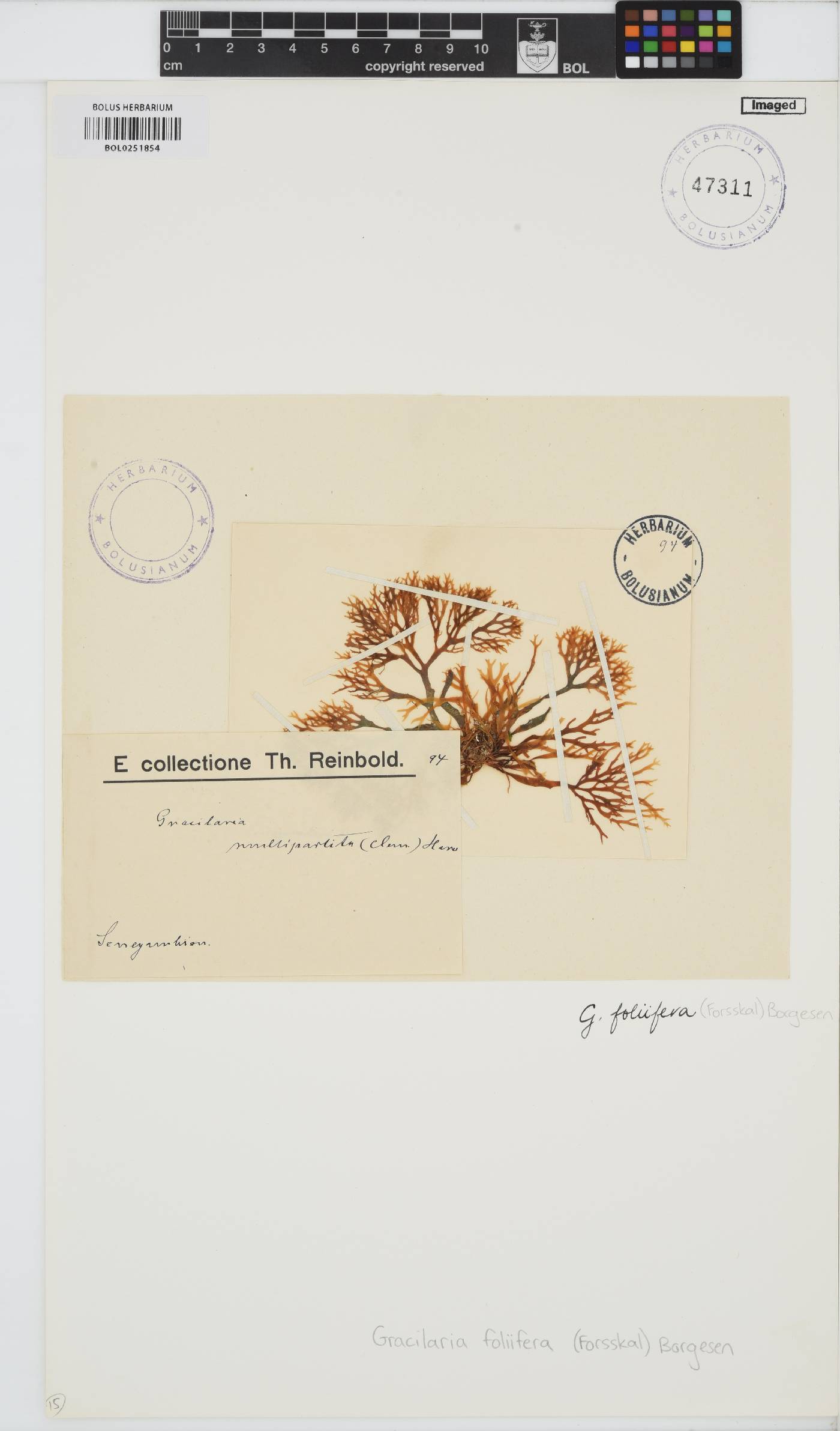Gracilaria foliifera image