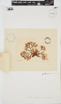 Gracilaria foliifera image