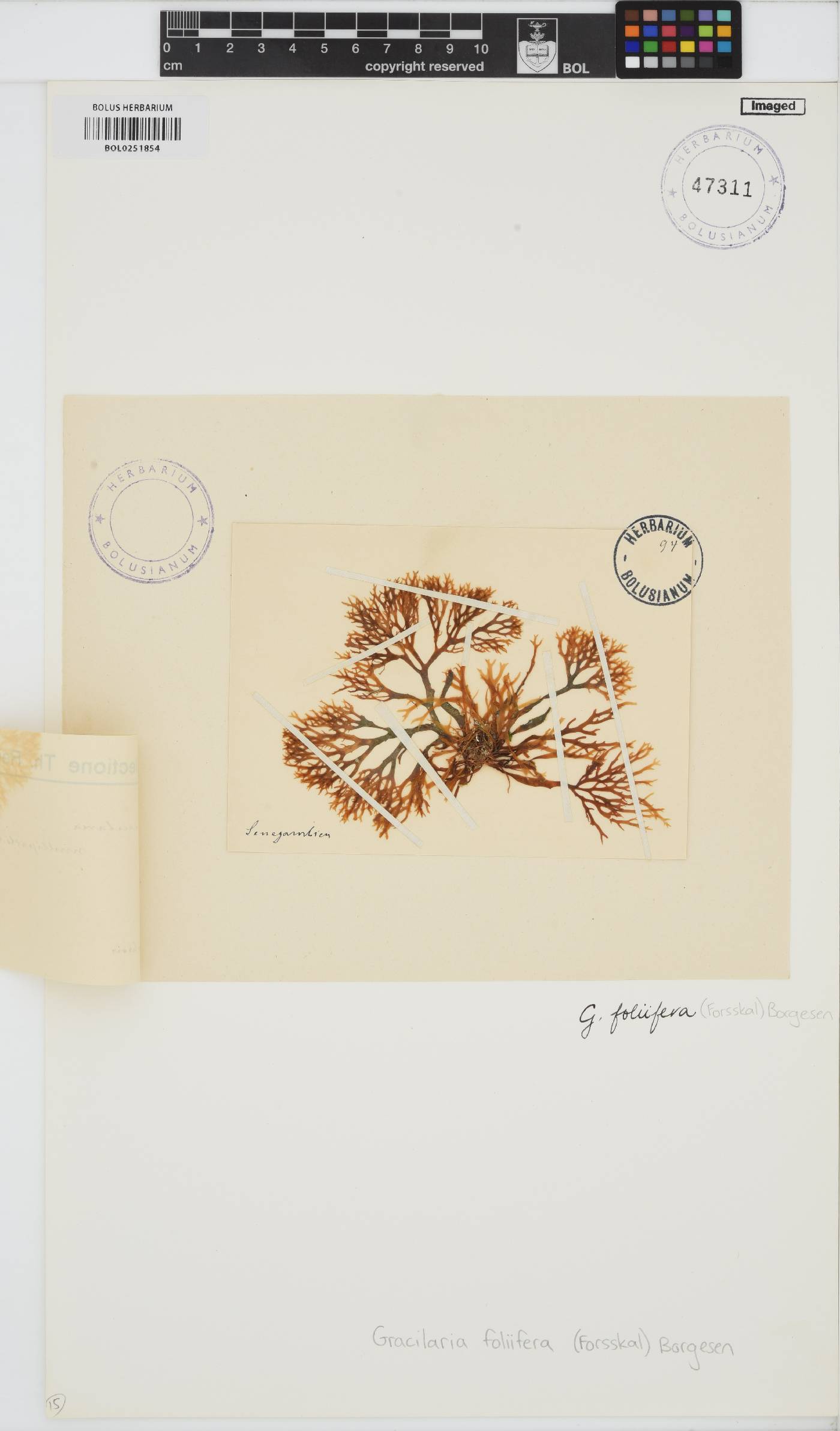 Gracilaria foliifera image