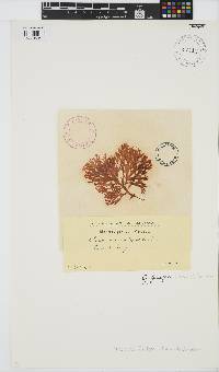 Gracilaria foliifera image