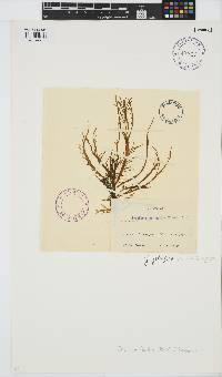 Gracilaria foliifera image