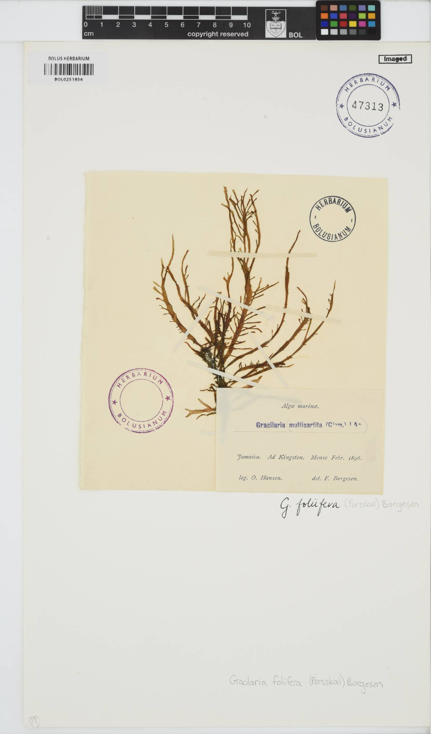 Gracilaria foliifera image