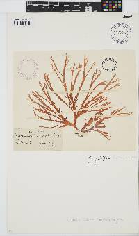 Gracilaria foliifera image