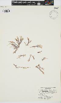 Image of Gracilaria tikvahiae