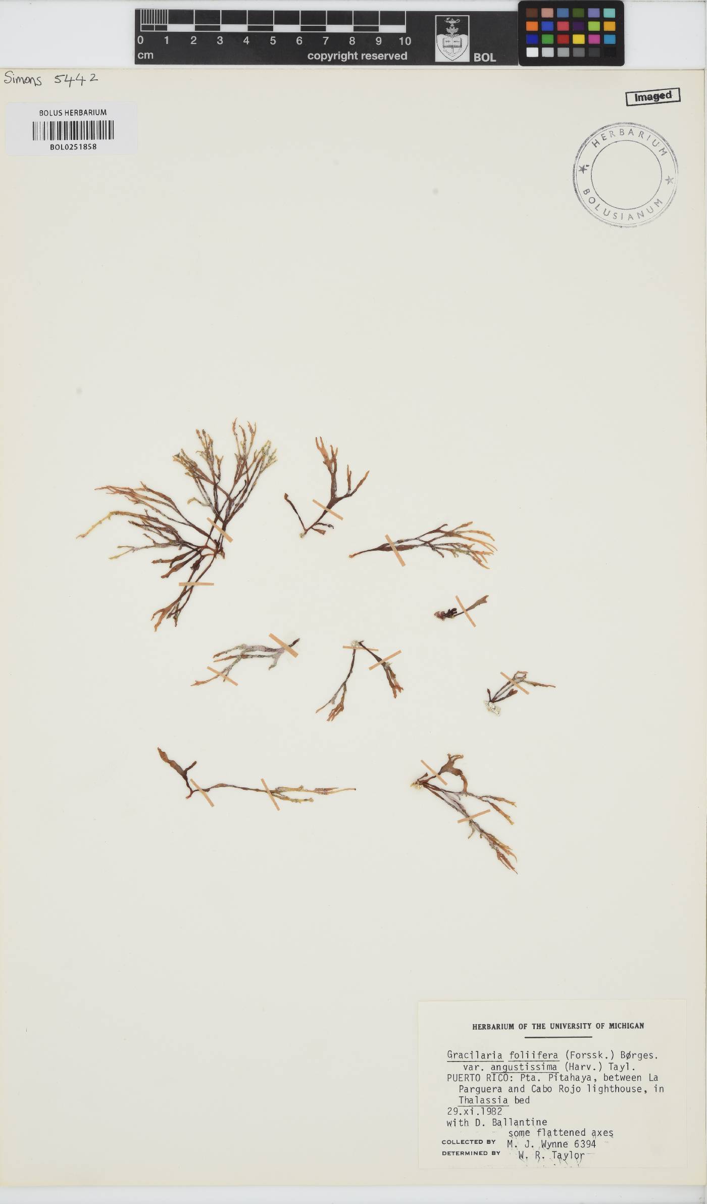 Gracilaria tikvahiae image