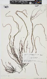 Image of Gracilaria gigas