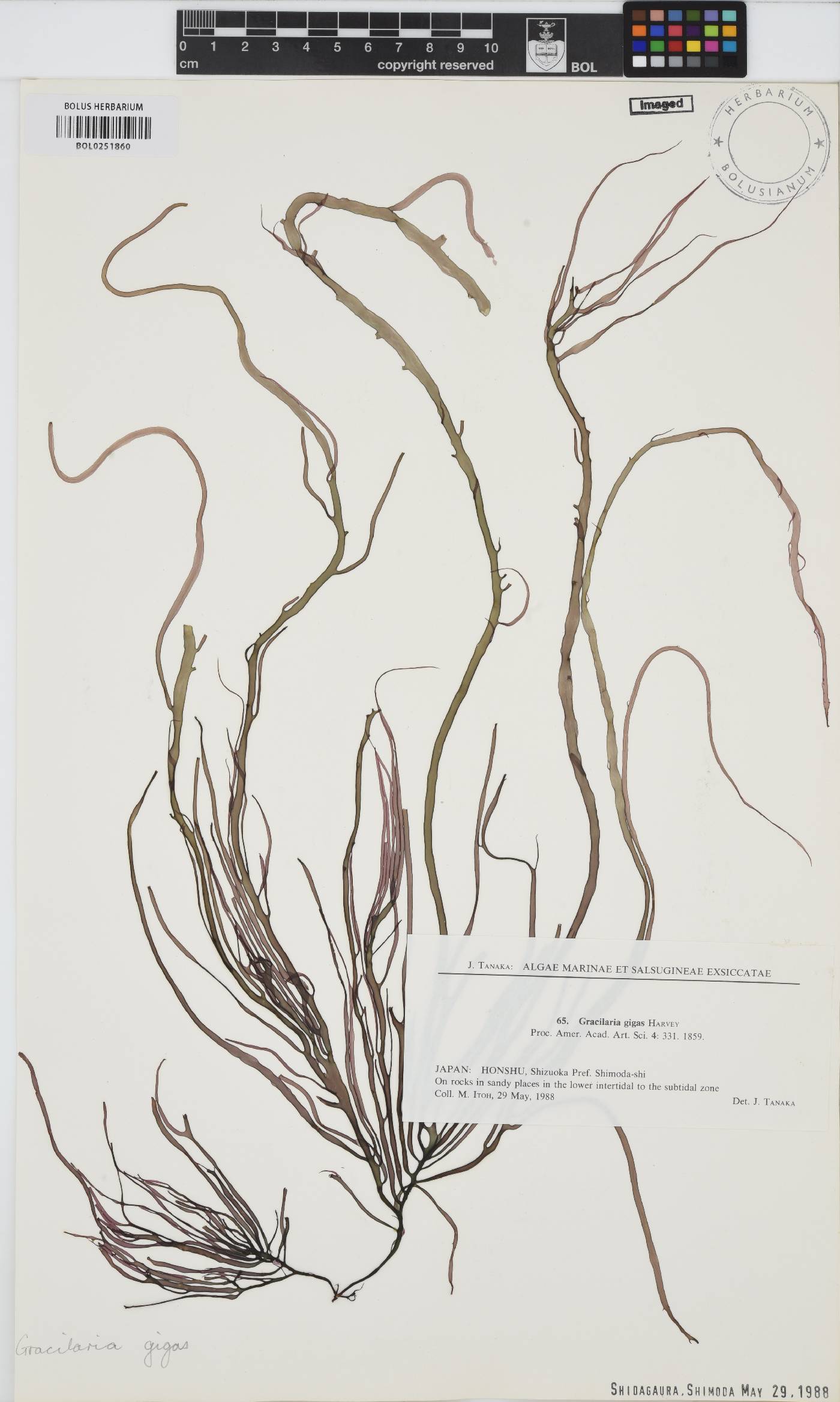Gracilaria gigas image