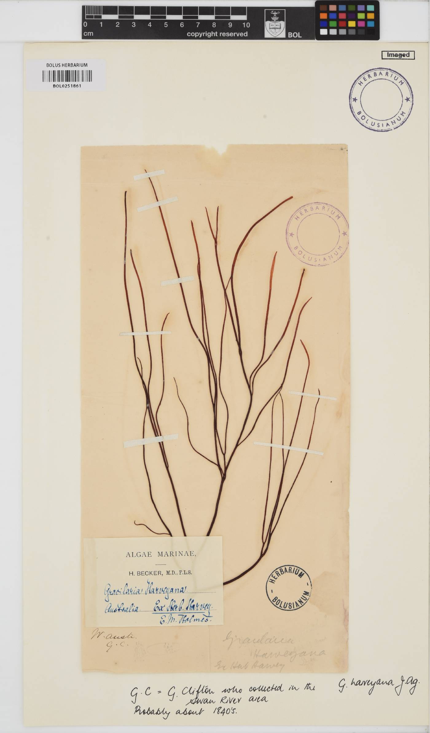 Gracilaria flagelliformis image