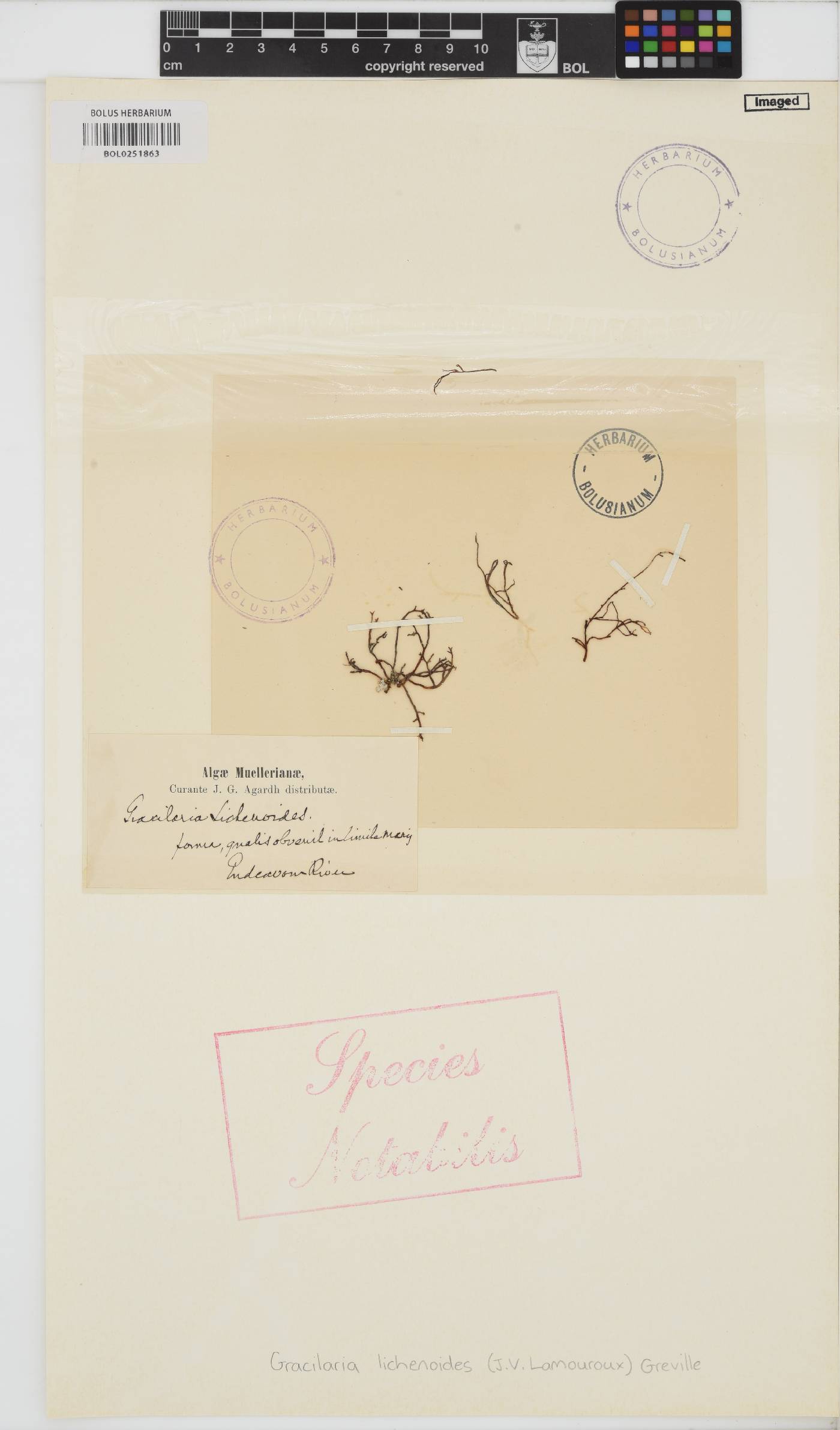 Gracilaria edulis image