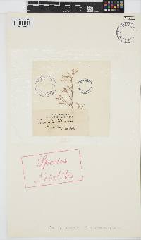 Gracilaria edulis image