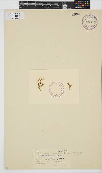 Gracilaria millardetii image