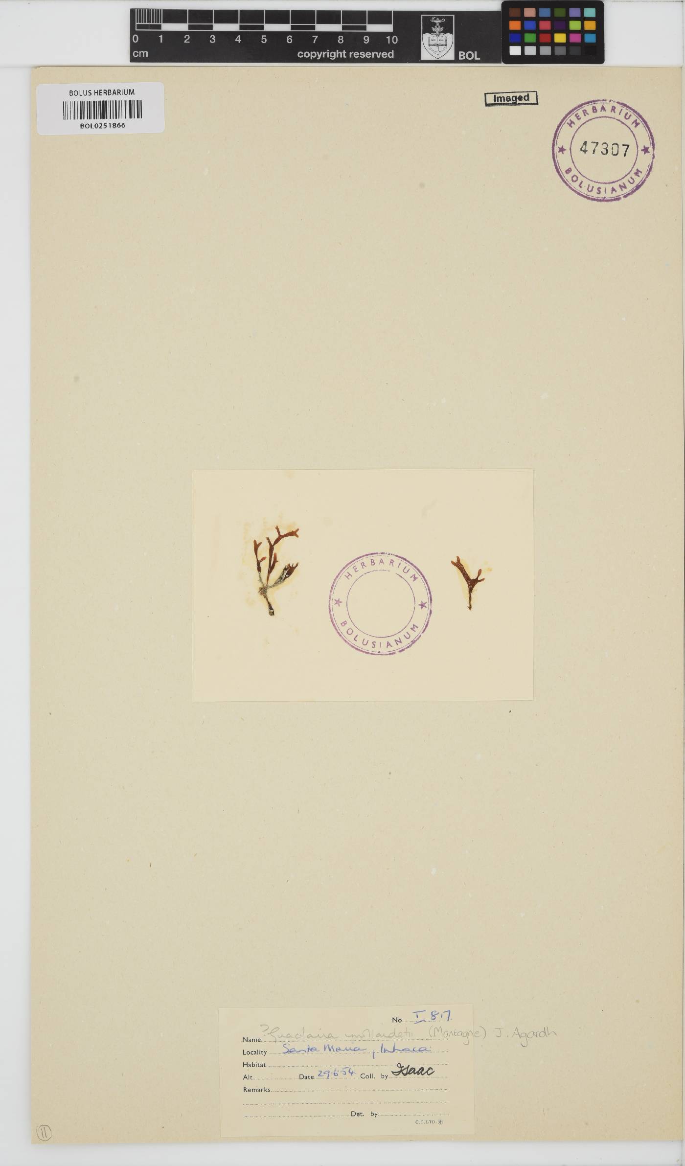 Gracilaria millardetii image