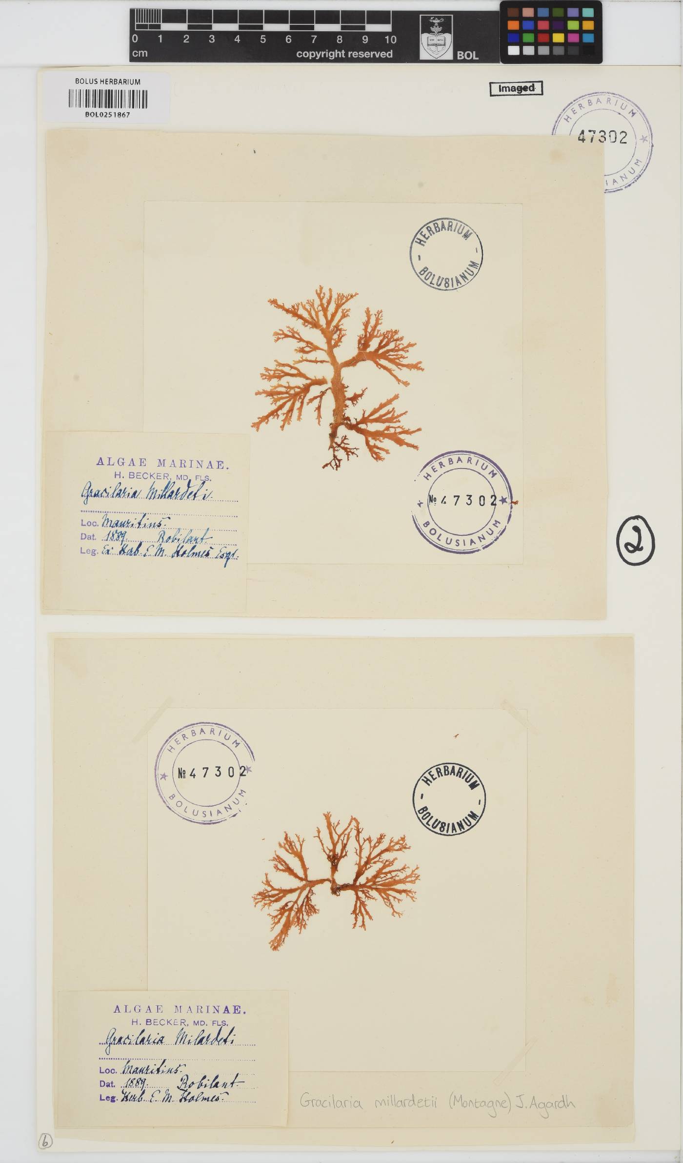Gracilaria millardetii image