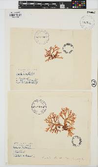 Gracilaria millardetii image