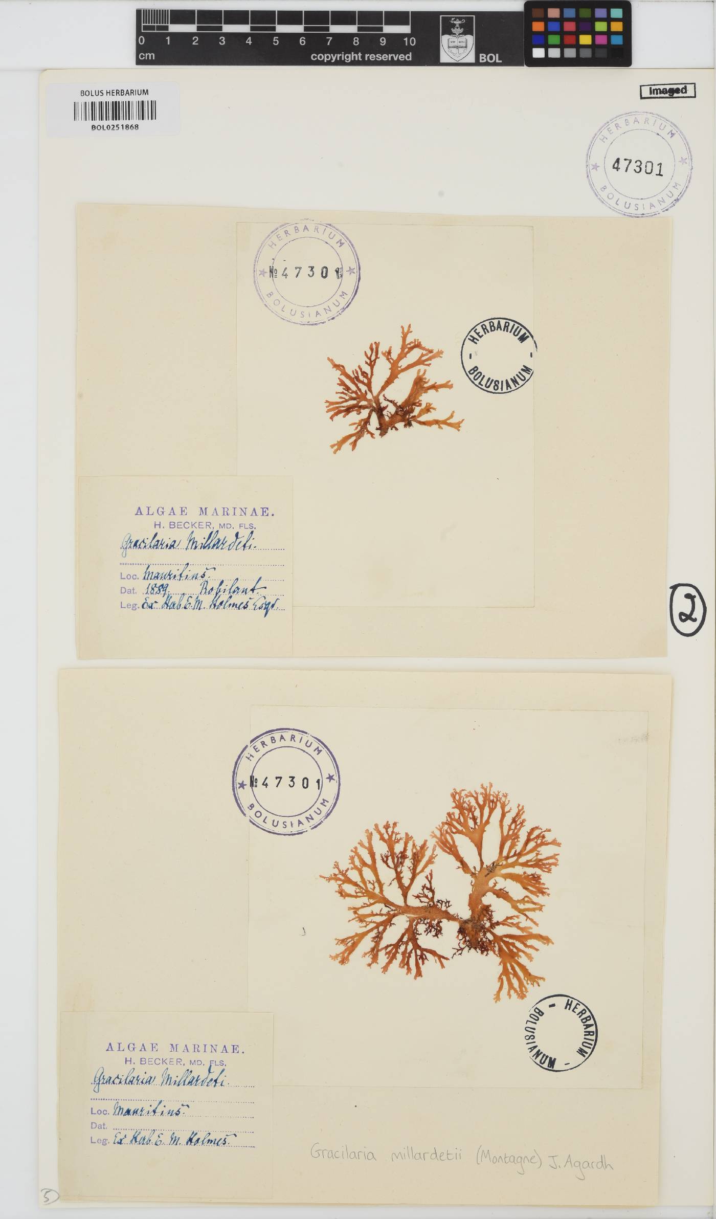 Gracilaria millardetii image
