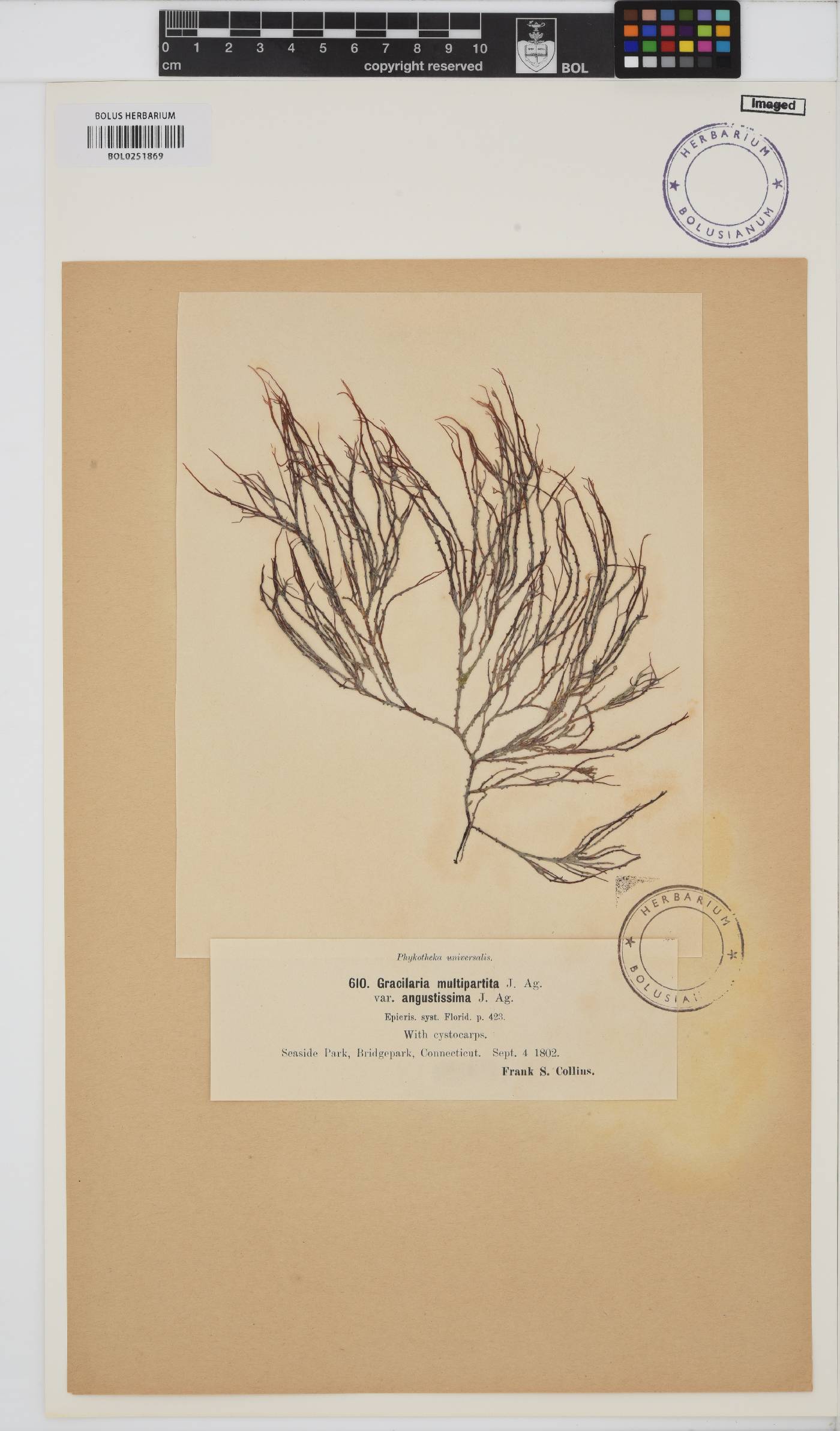 Gracilaria tikvahiae image