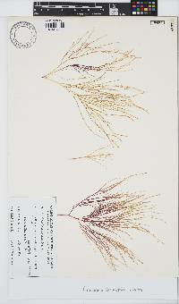 Image of Gracilaria secundata